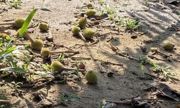 Young durian fruits fall en masse due to heat shock